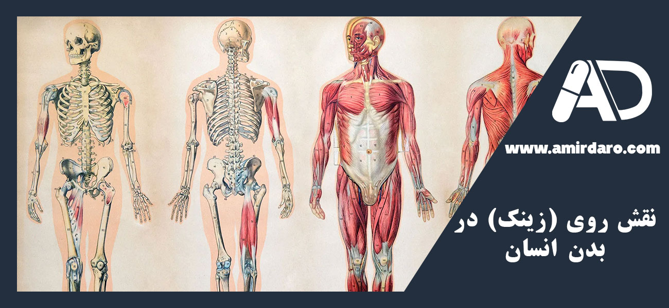 نقش روی (زینک) در بدن انسان