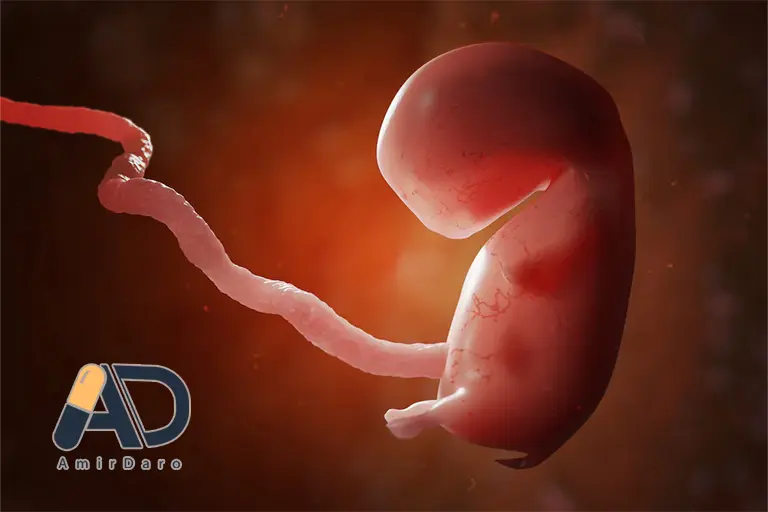 نقش اسید فولیک در رشد جنین چیست؟